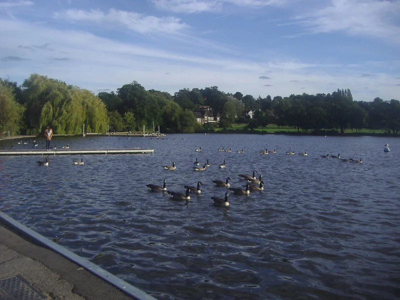 Wimbledon Park Lake Ducks