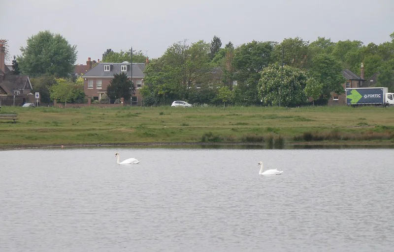 Wimbledon Park Lake Swans