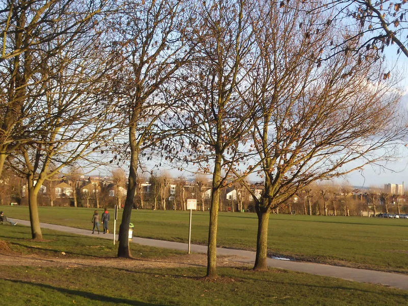 Wimbledon Park Trees and Alleys